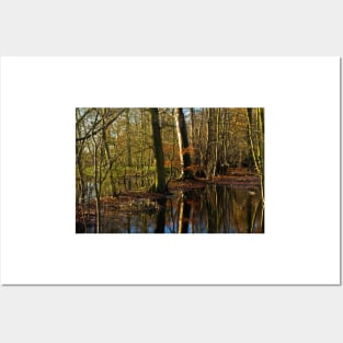 Flooded woodland Posters and Art